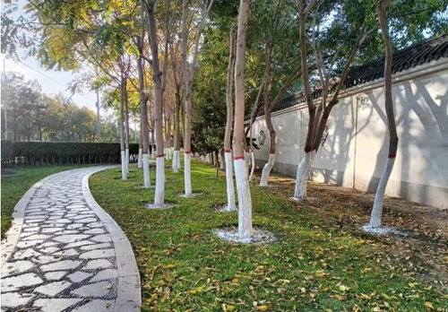 市林草局園林綠化大隊(duì)有序開展樹木涂白工作 筑牢冬季綠化養(yǎng)護(hù)“防護(hù)墻”