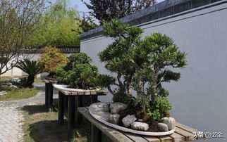 園林綠化中盆景 有限空間里的不朽藝術(shù)與現(xiàn)代價值