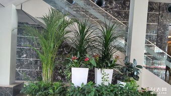 城市綠肺計(jì)劃 免費(fèi)規(guī)劃植被與植物租擺，助力綠色生活