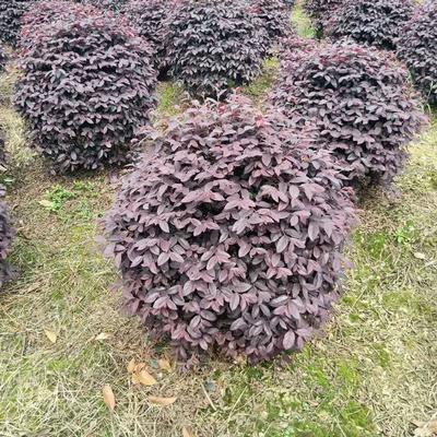 紅花繼木球價(jià)格與批發(fā)指南 沭陽誠盛園林助力綠化工程高效落地