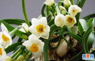 信譽(yù)好服務(wù)優(yōu)的花卉租擺 南開區(qū)園林綠化公司打造綠色空間新典范