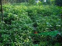 江西木荷苗新報價與園林綠化應用優勢解析